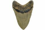Fossil Megalodon Tooth - North Carolina #226510-2